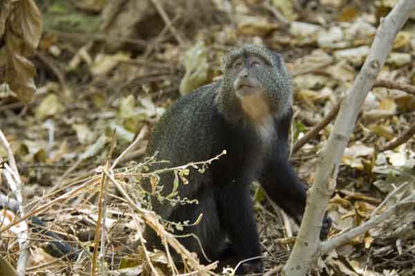 Mono Azul - parque nacional lago Manyara - Tanzania 2.jpg